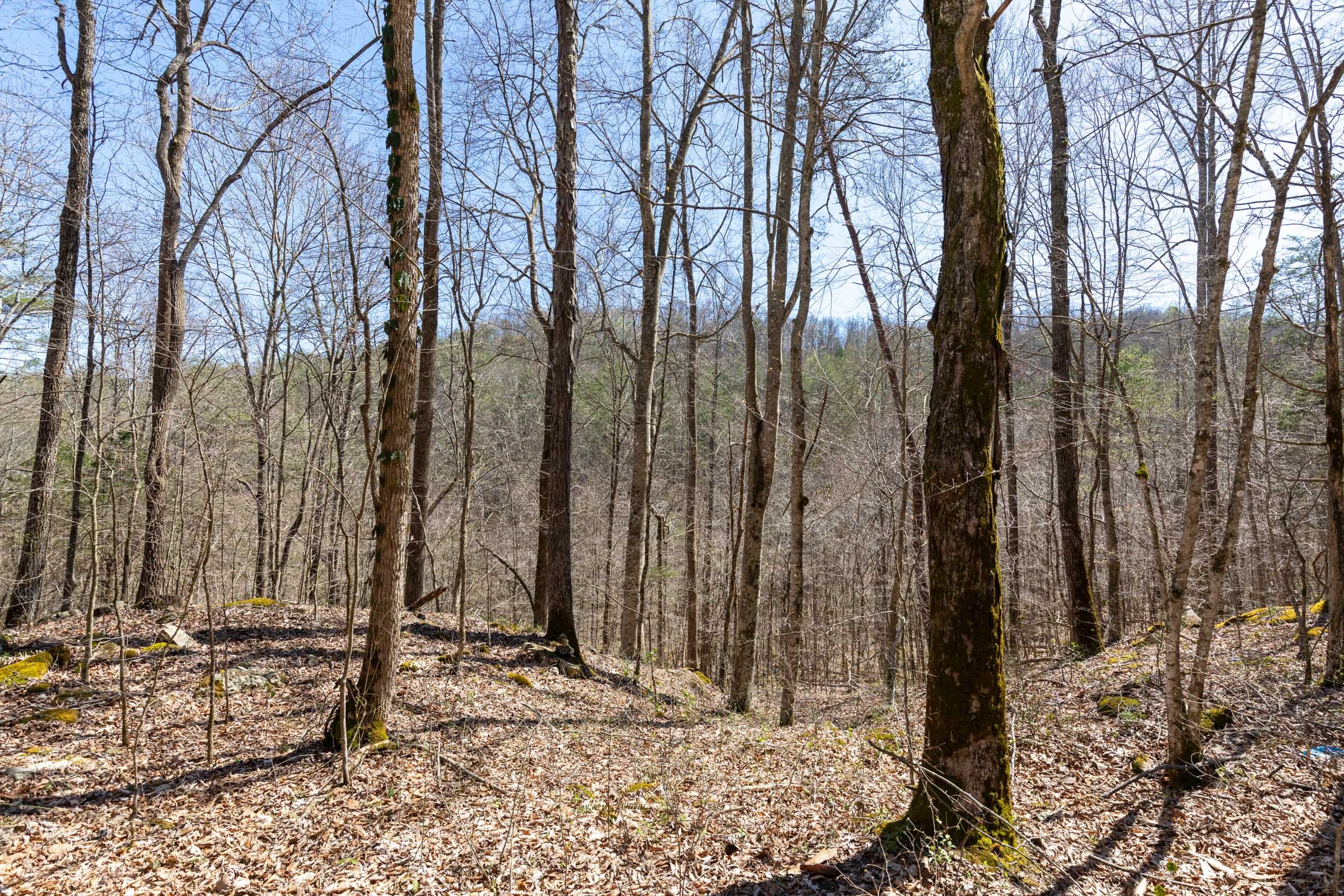 Woodland Heights Tract 11 photo 5