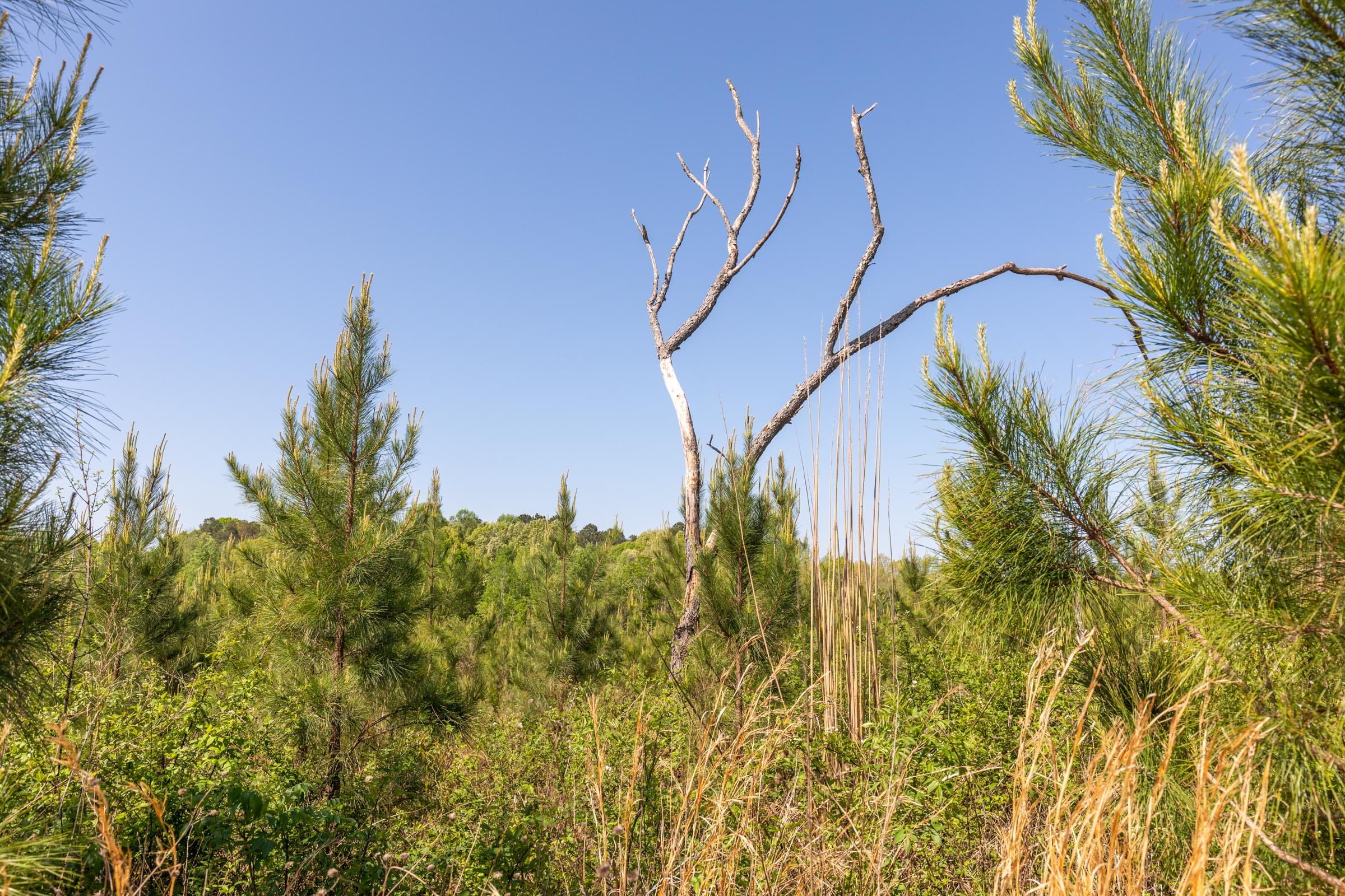 Clear Wood Tract 42 photo 7