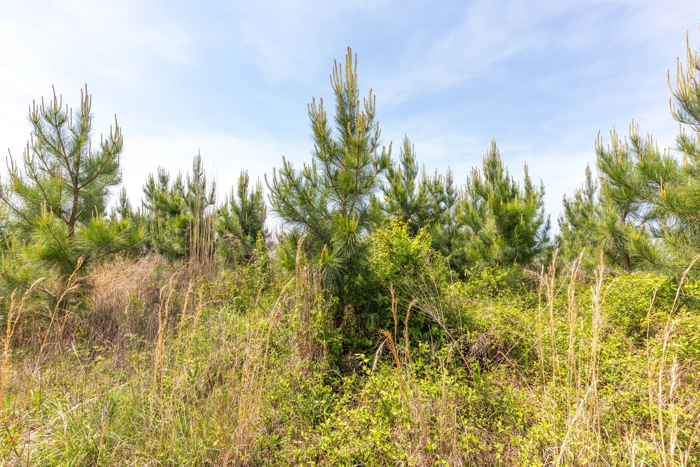 Clear Wood Tract 42 photo 8