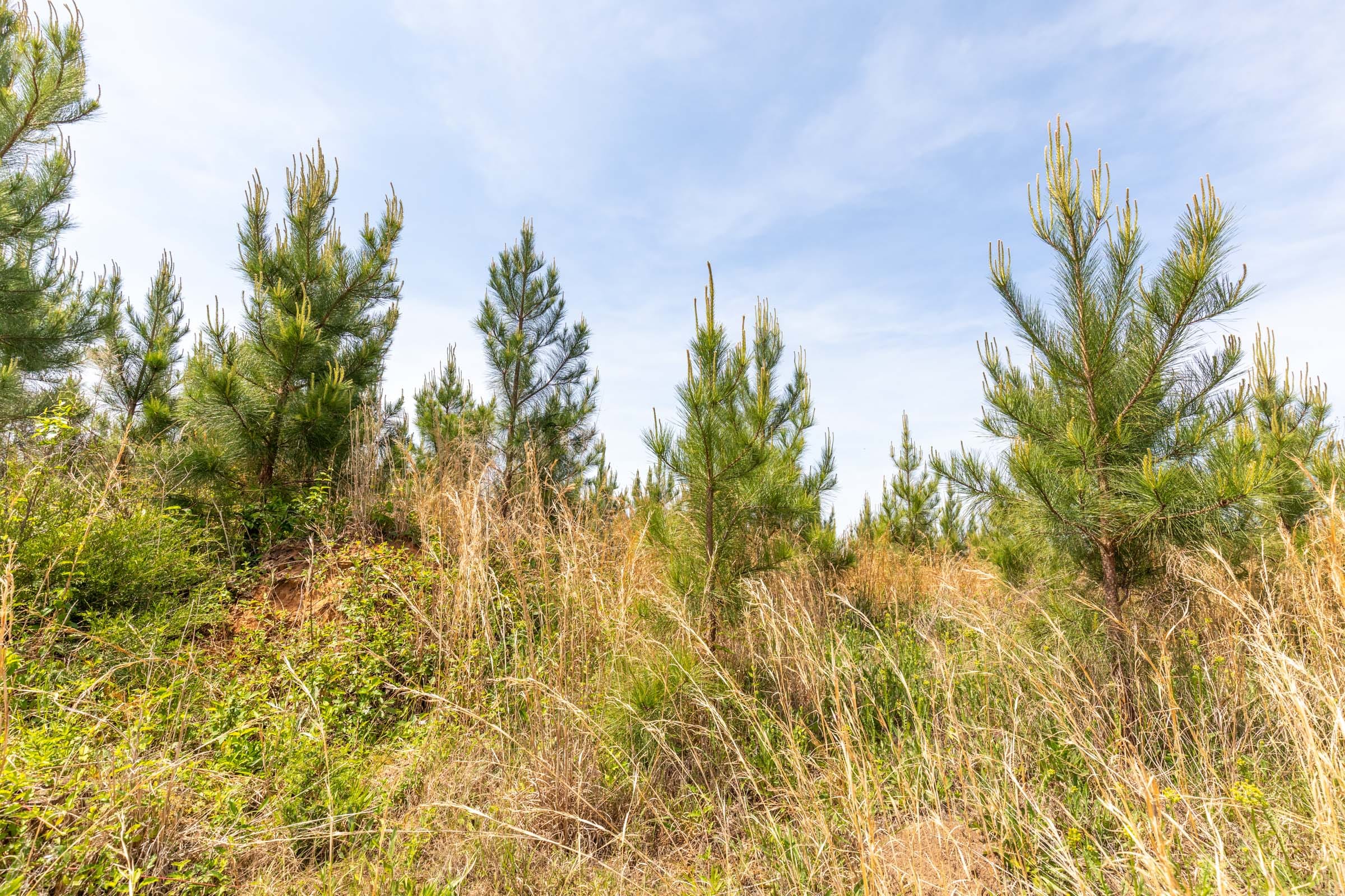 Clear Wood Tract 42 photo 10
