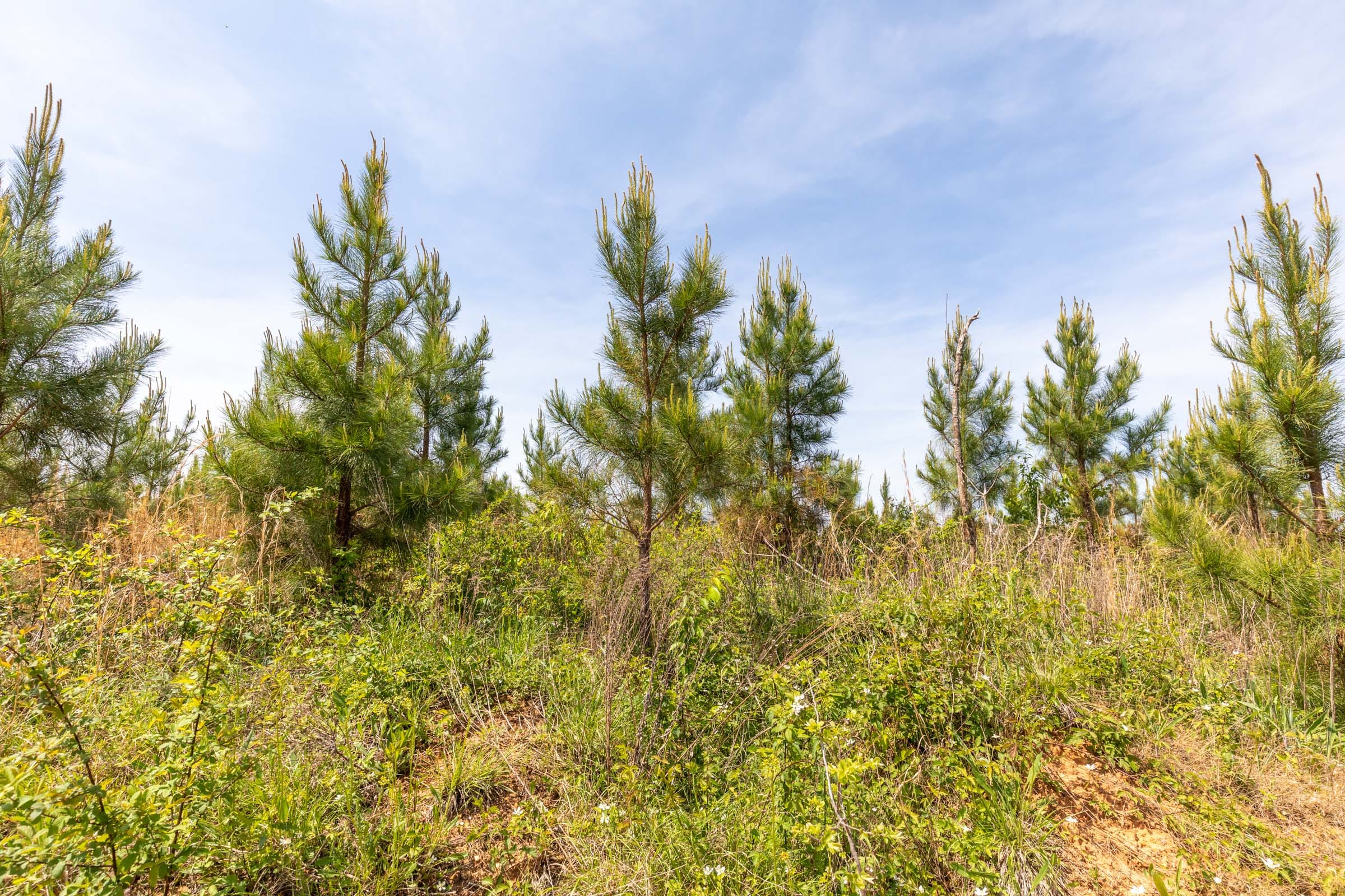 Clear Wood Tract 42 photo 11