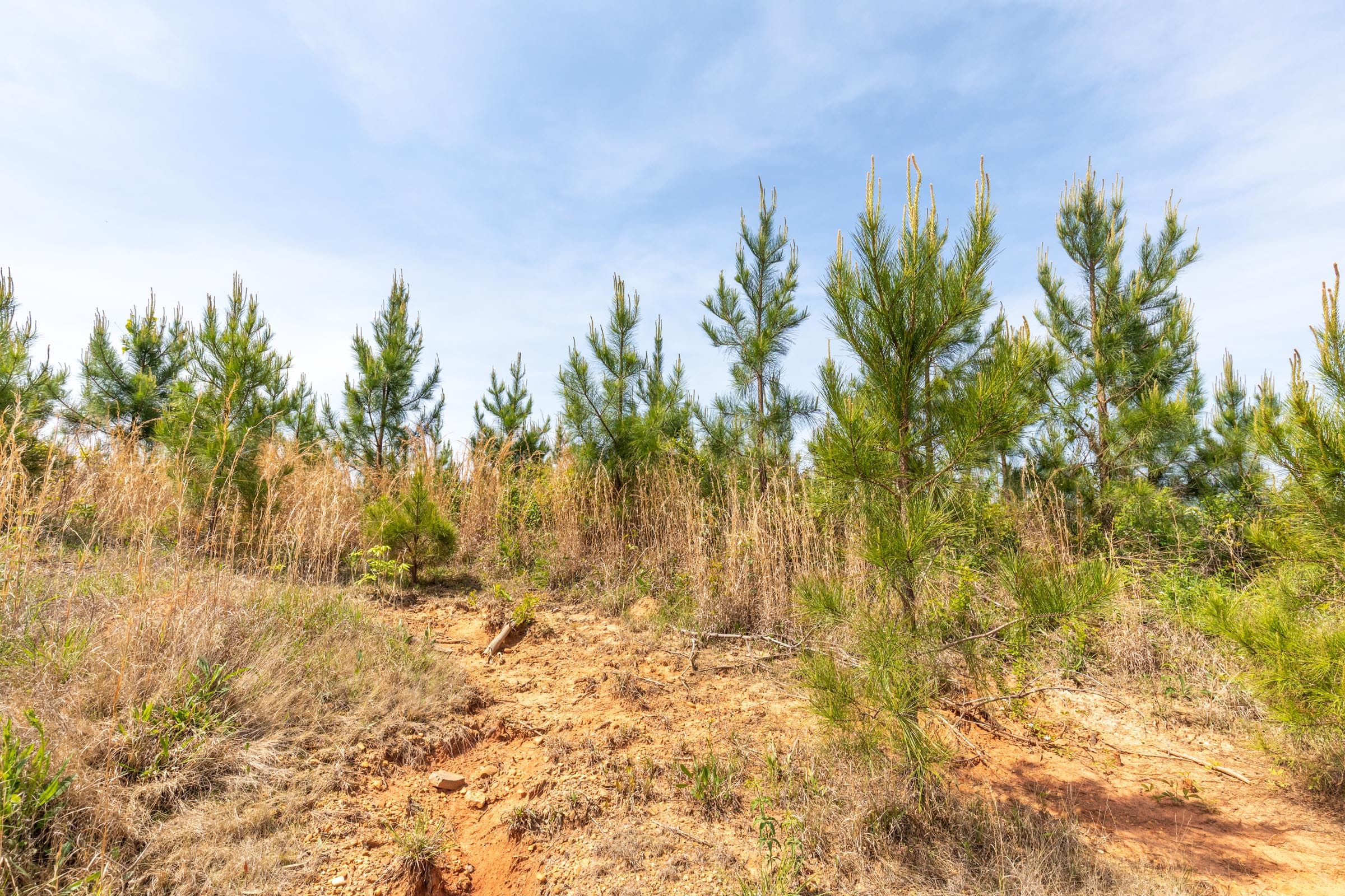 Clear Wood Tract 42 photo 12