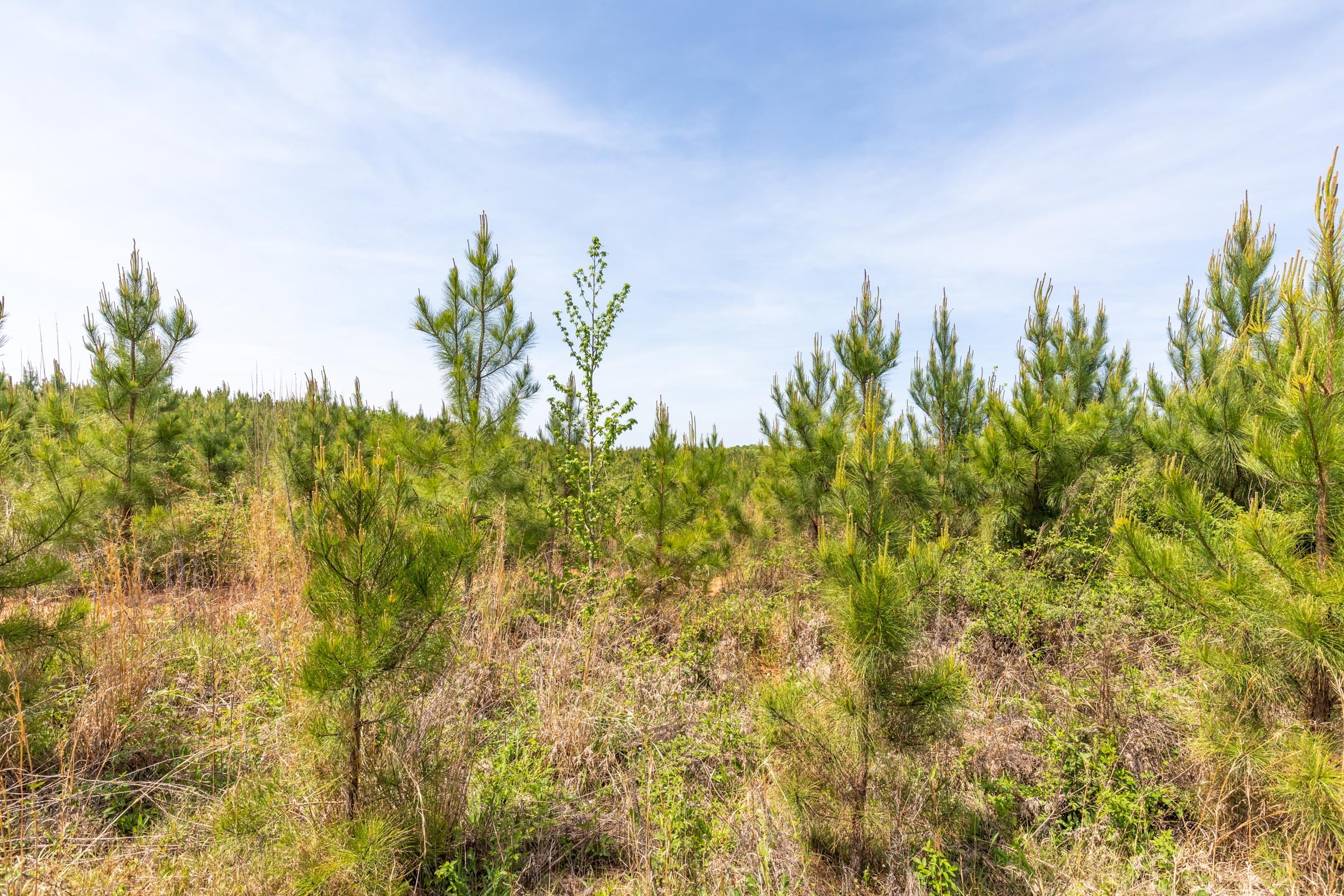 Clear Wood Tract 42 photo 17