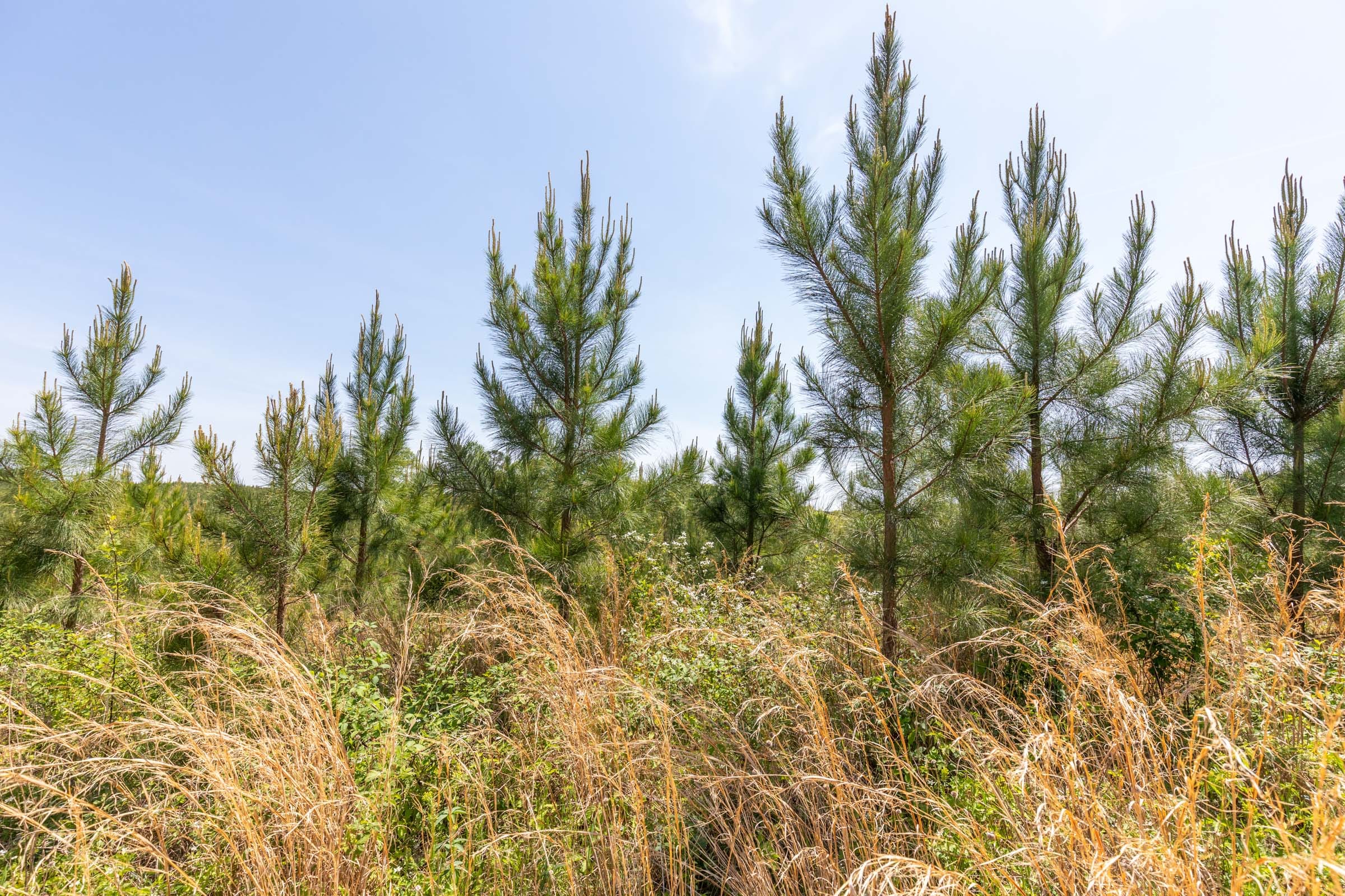 Clear Wood Tract 42 photo 19