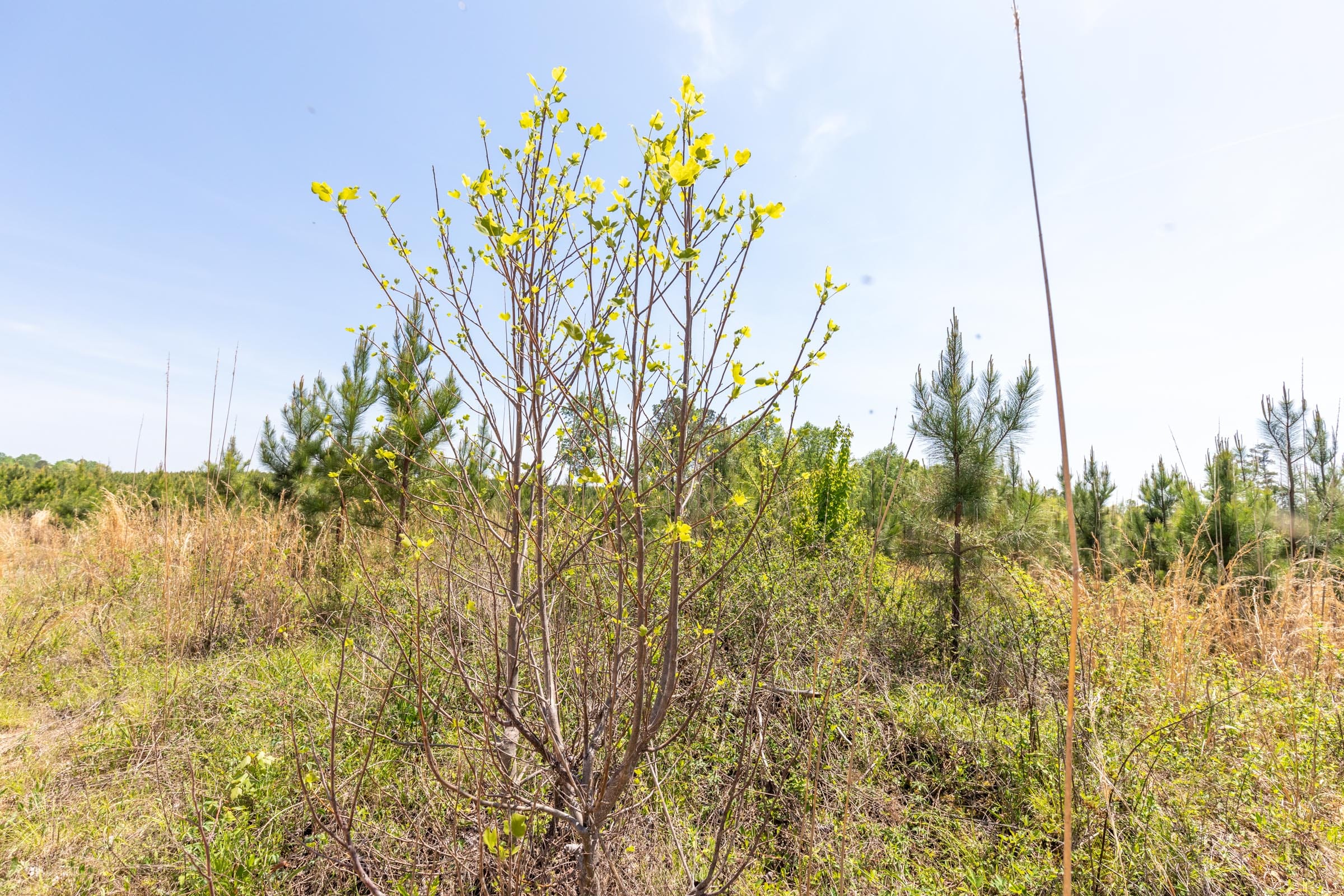Clear Wood Tract 42 photo 20