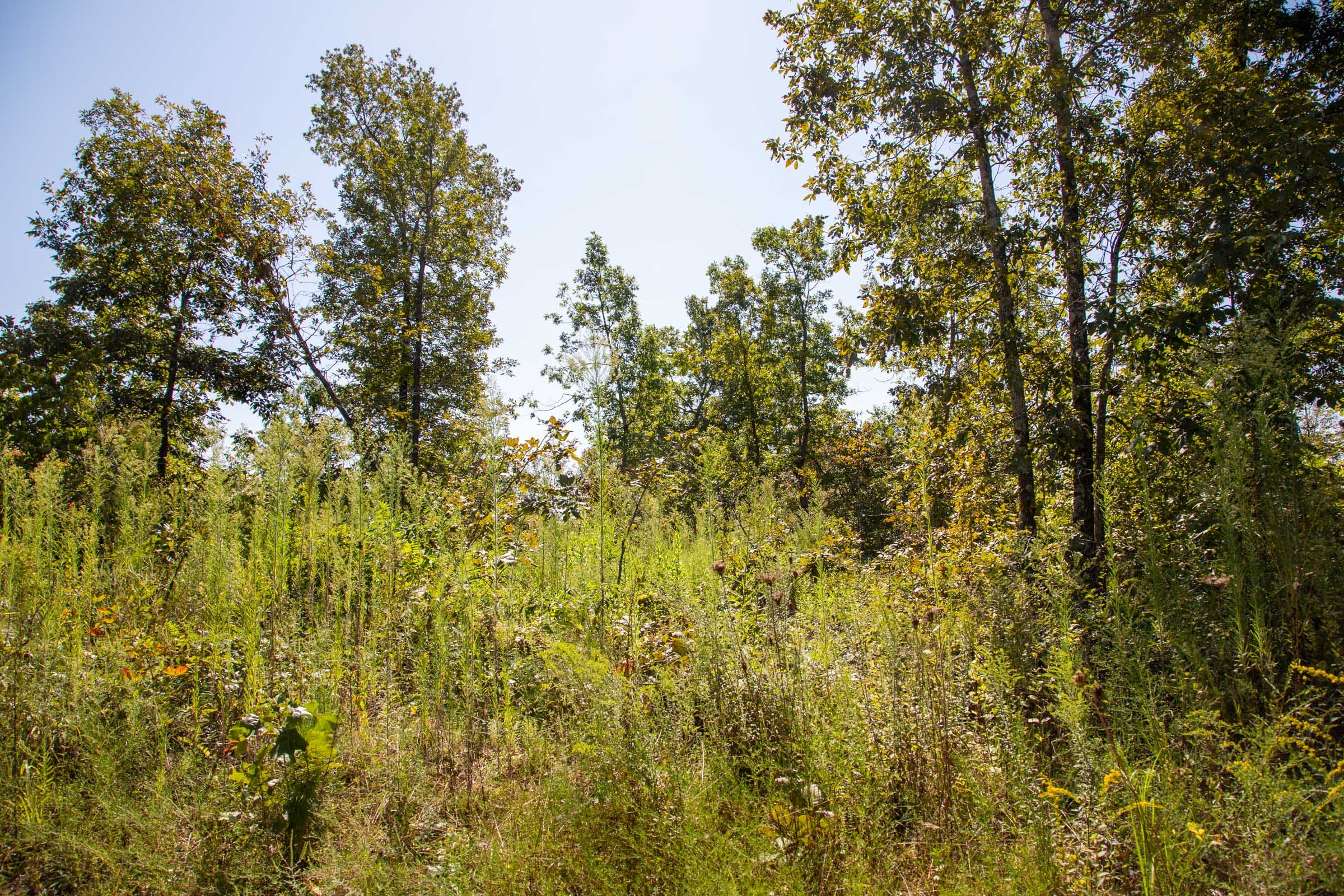 Borgmann’s Hollow Phase II Tract 64 photo 2