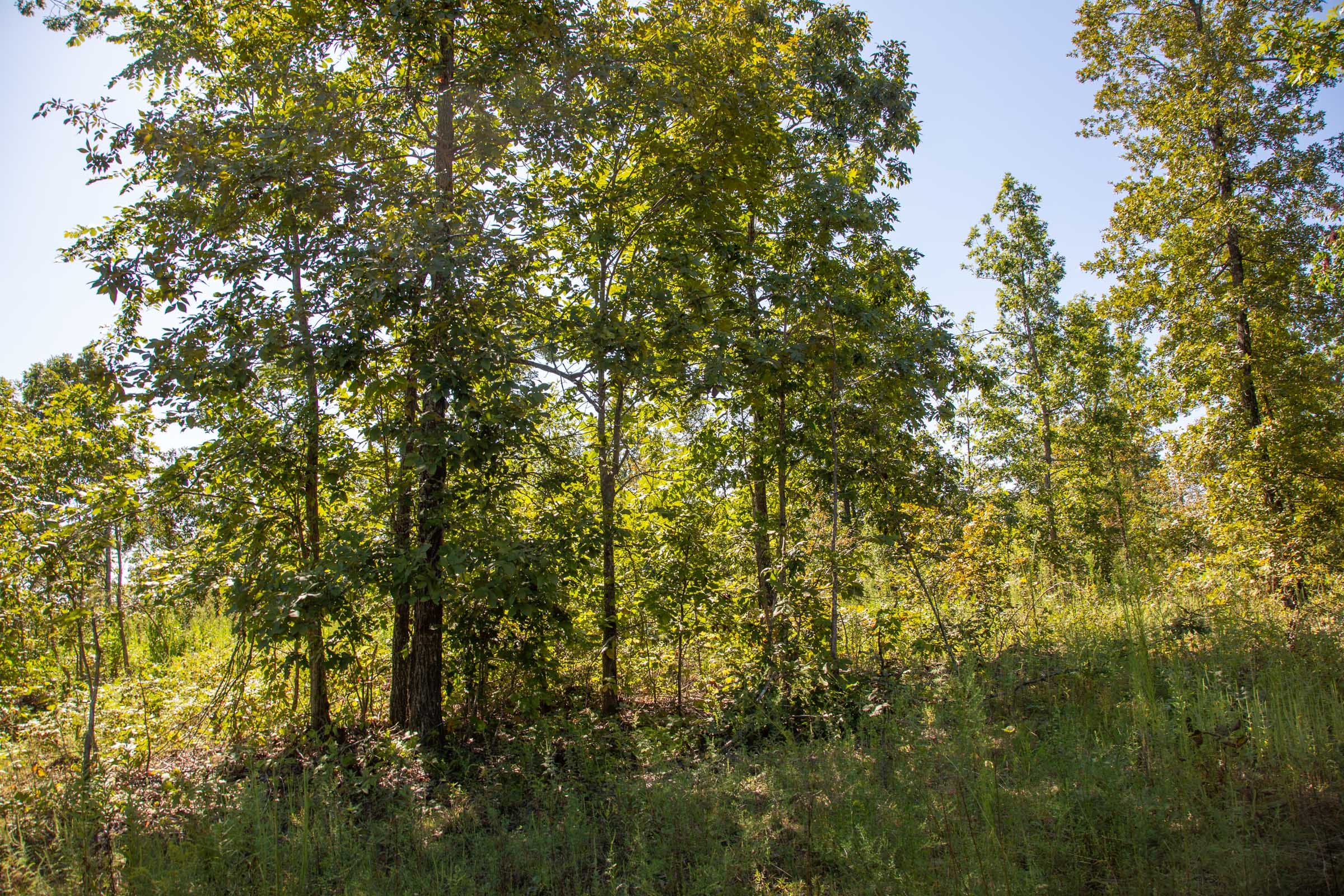 Borgmann’s Hollow Phase II Tract 64 photo 4