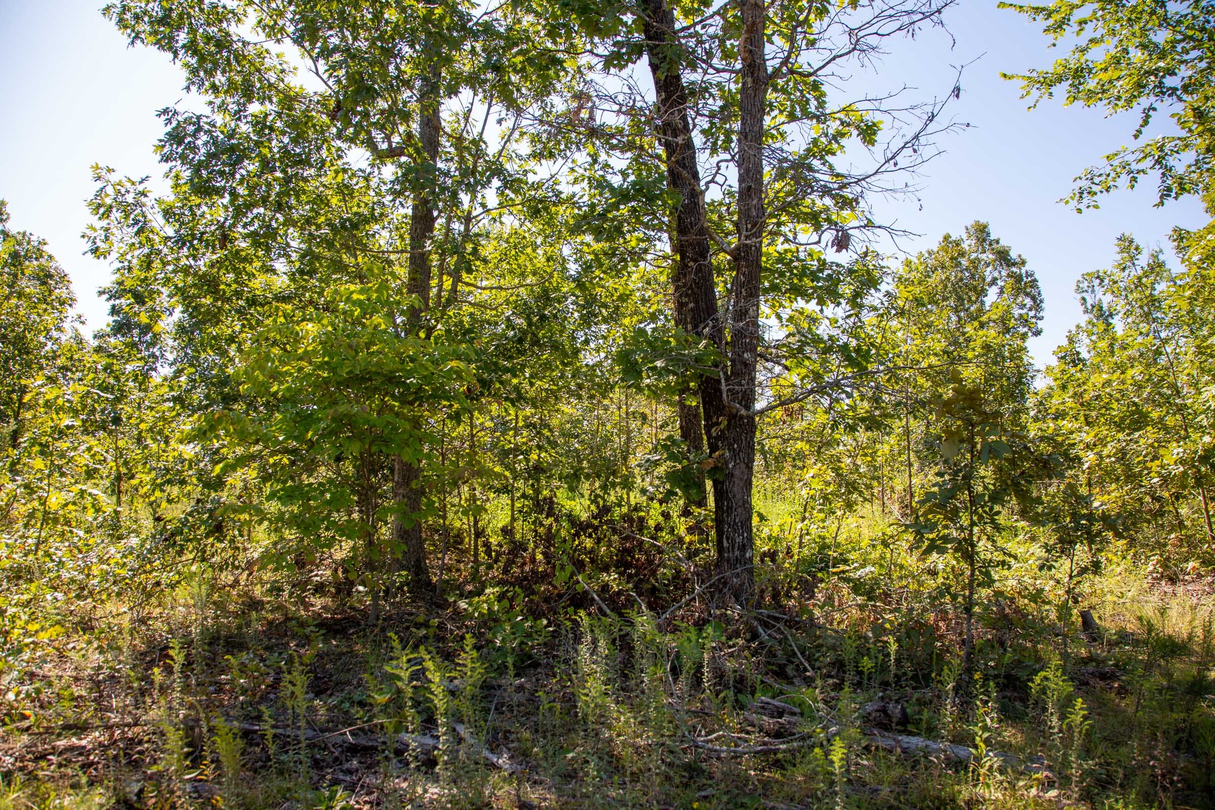 Borgmann’s Hollow Phase II Tract 64 photo 5