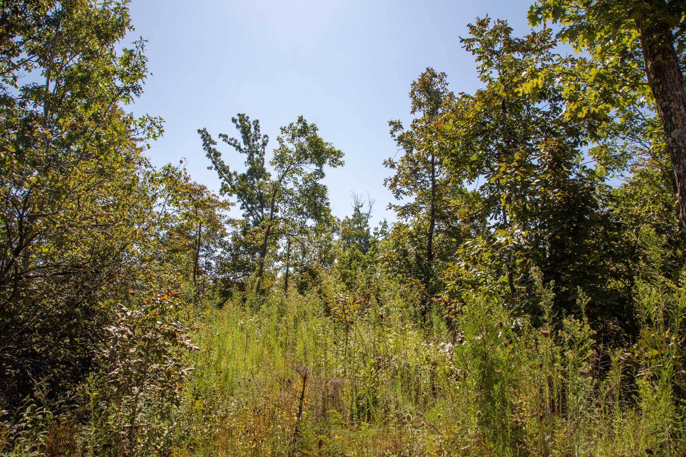 Borgmann’s Hollow Phase II Tract 64 photo 6