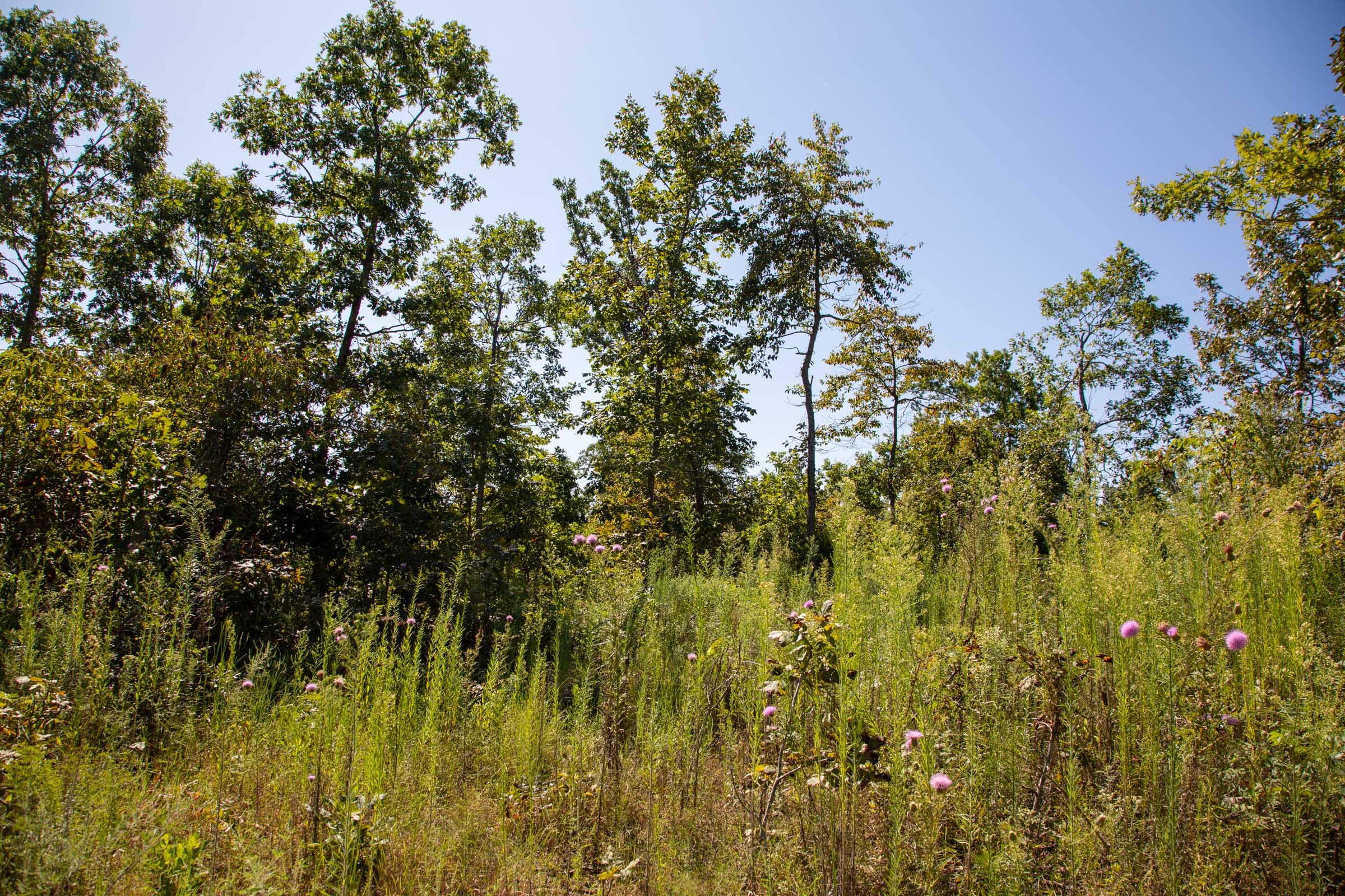 Borgmann’s Hollow Phase II Tract 64 photo 8