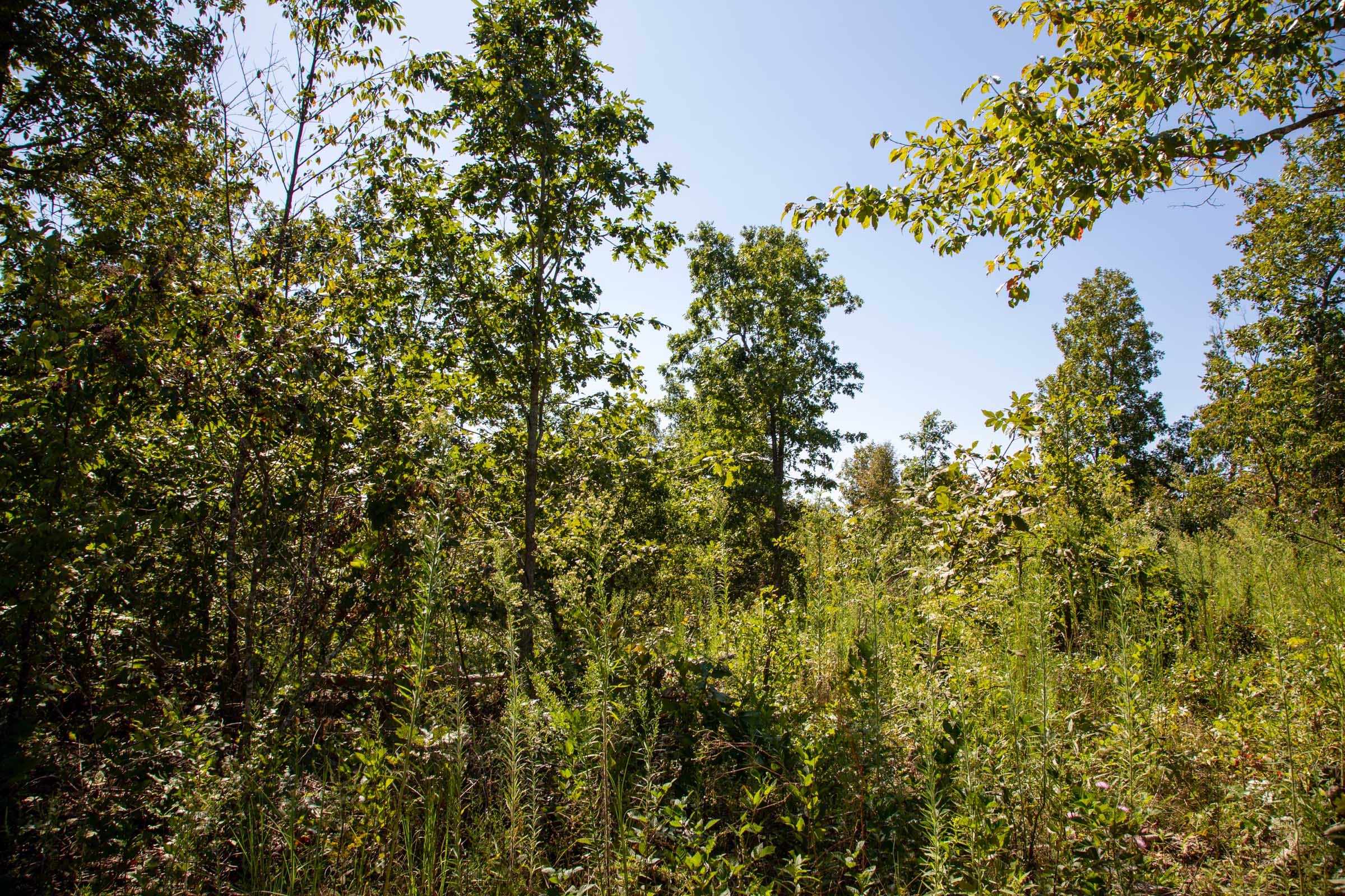 Borgmann’s Hollow Phase II Tract 64 photo 10