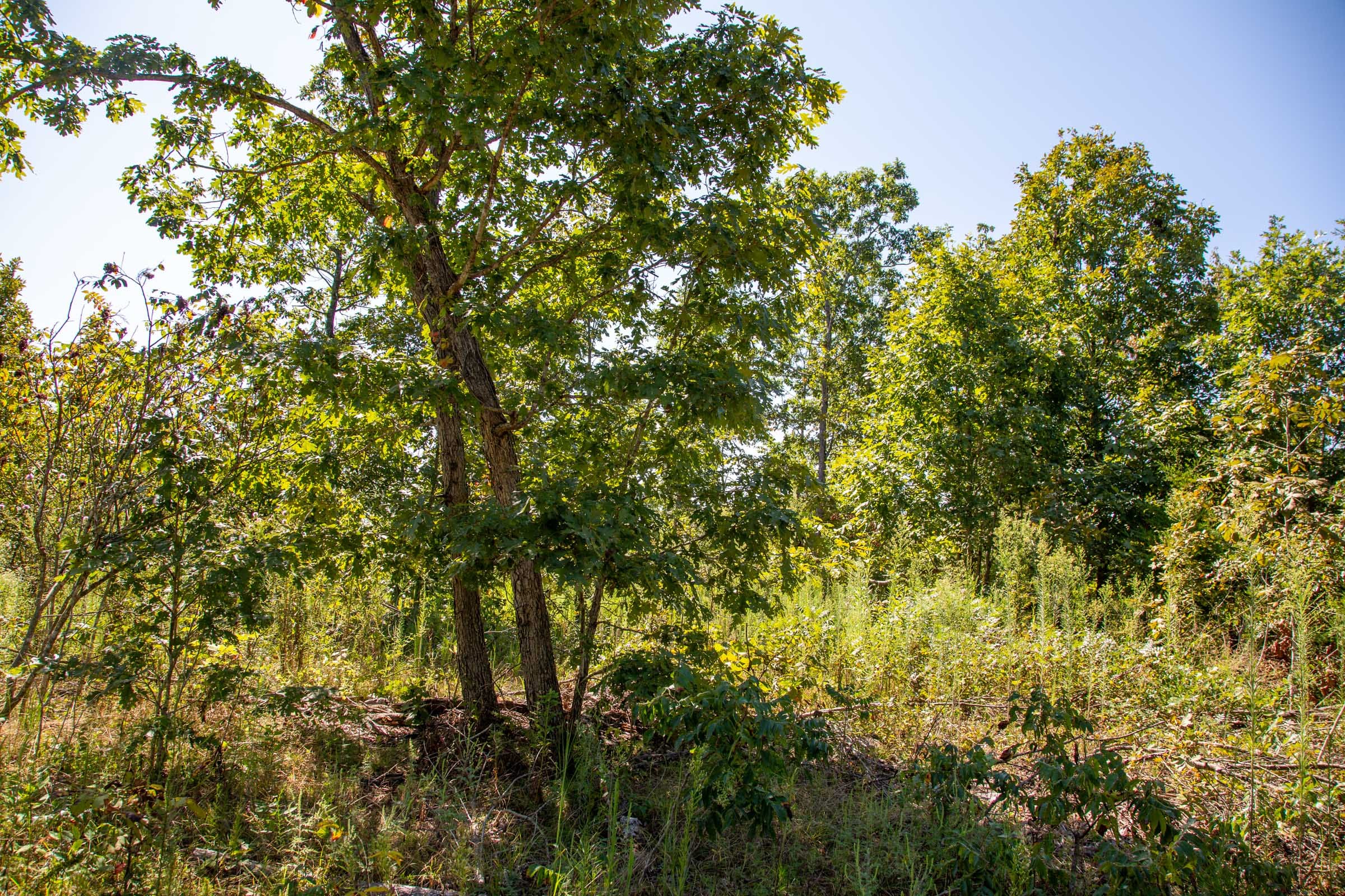 Borgmann’s Hollow Phase II Tract 64 photo 11