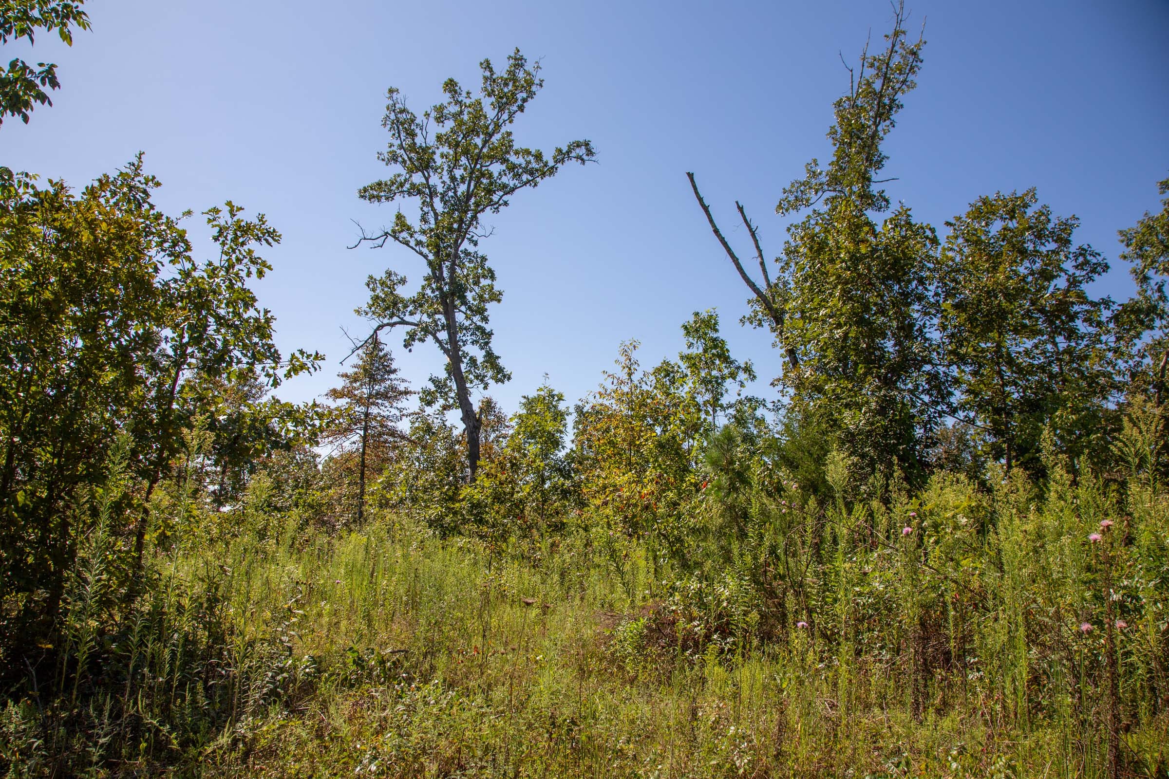 Borgmann’s Hollow Phase II Tract 64 photo 12