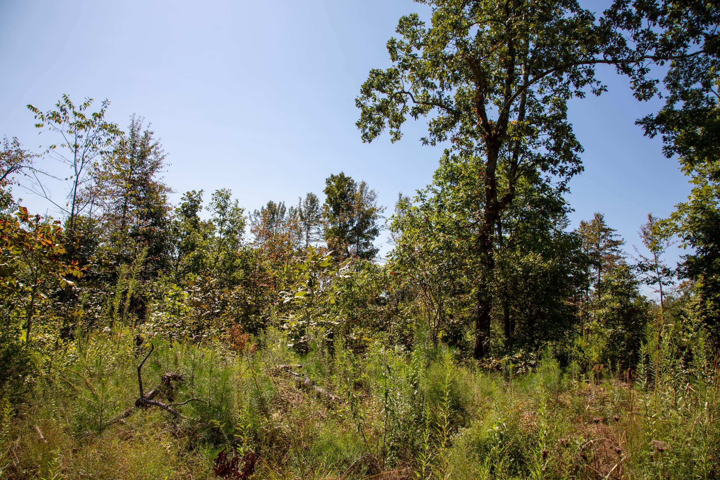 Borgmann’s Hollow Phase II Tract 64 photo 13