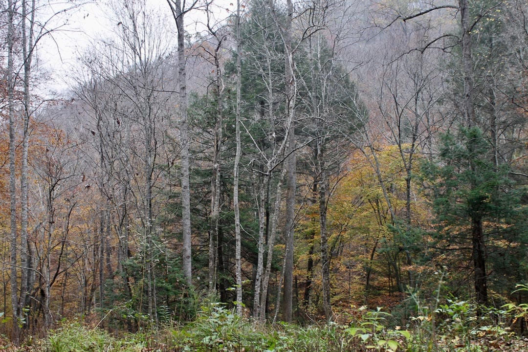 Autumn Ridge Tract 1 photo 4