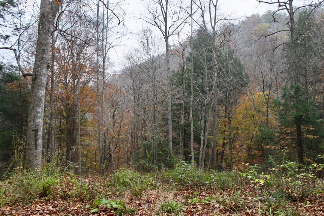 Autumn Ridge Tract 1 photo 5