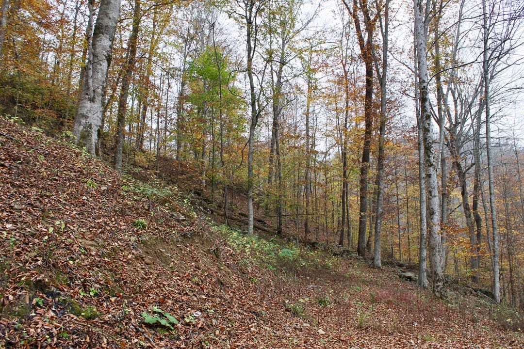 Autumn Ridge Tract 1 photo 7