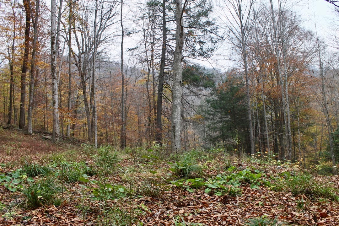 Autumn Ridge Tract 1 photo 8