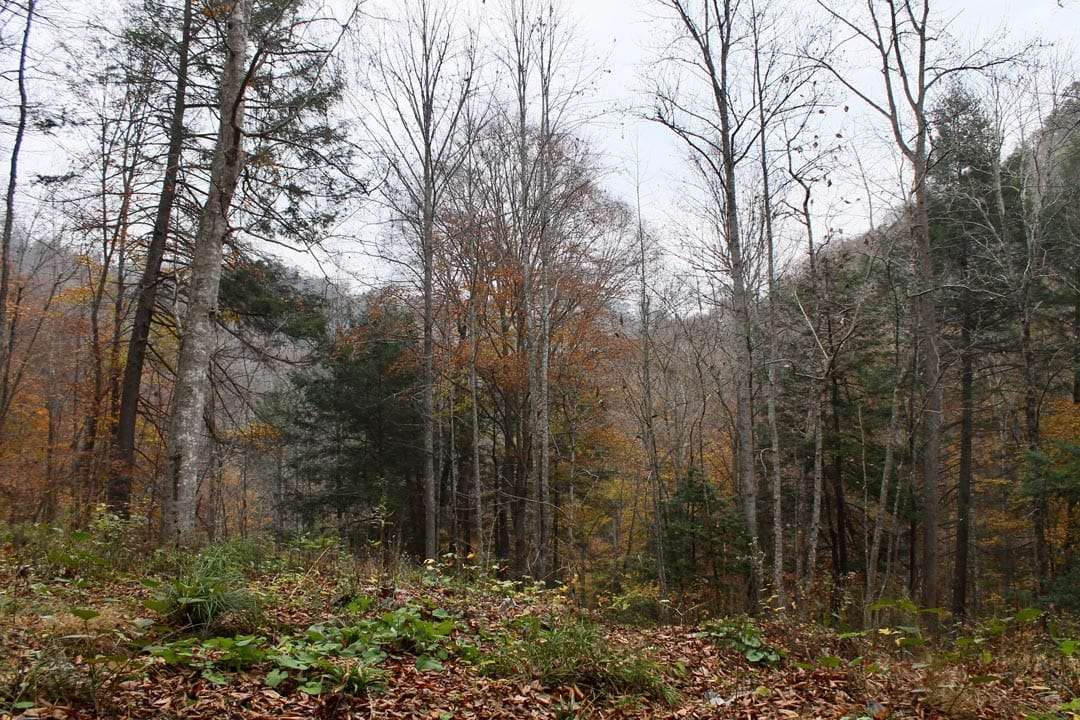Autumn Ridge Tract 1 photo 9
