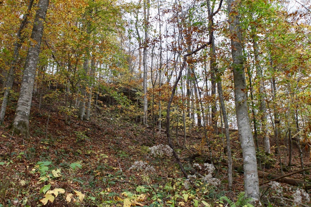 Autumn Ridge Tract 1 photo 11