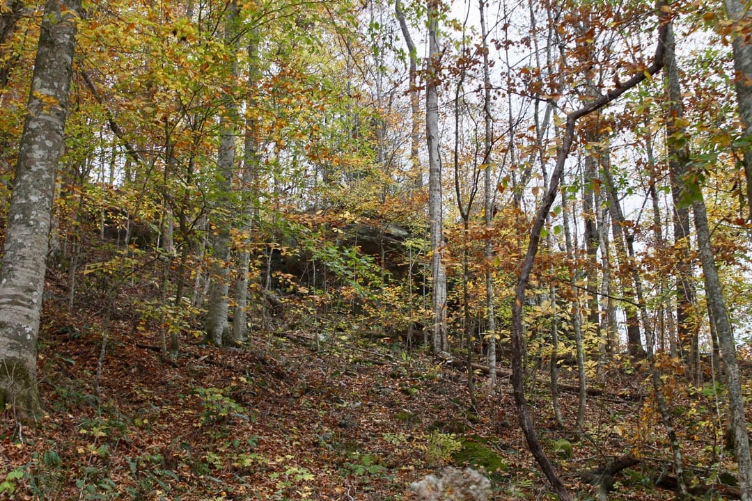 Autumn Ridge Tract 1 photo 12