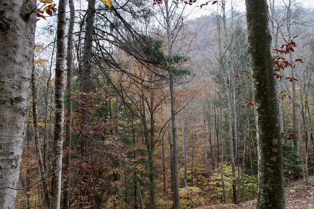 Autumn Ridge Tract 1 photo 14