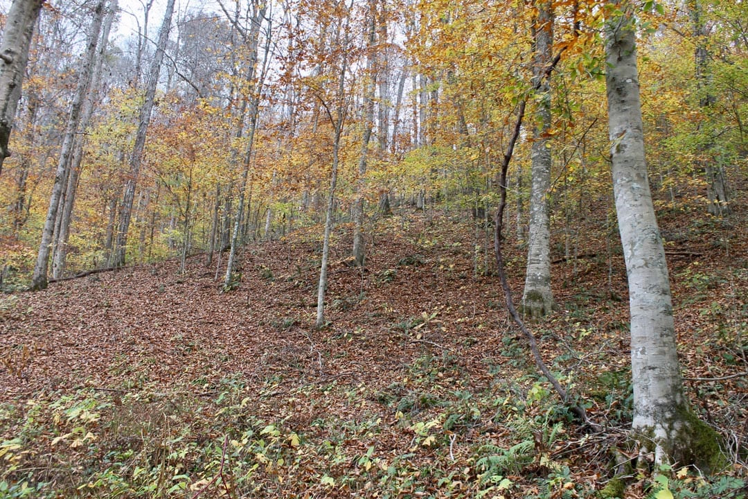 Autumn Ridge Tract 1 photo 17