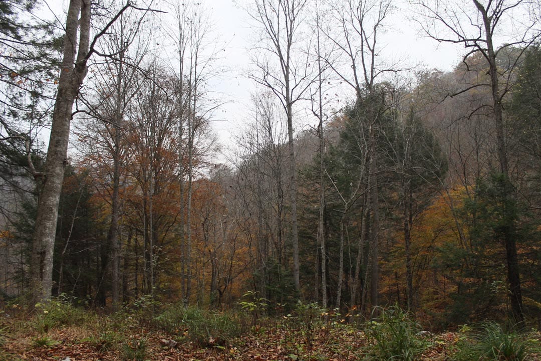 Autumn Ridge Tract 1 photo 18