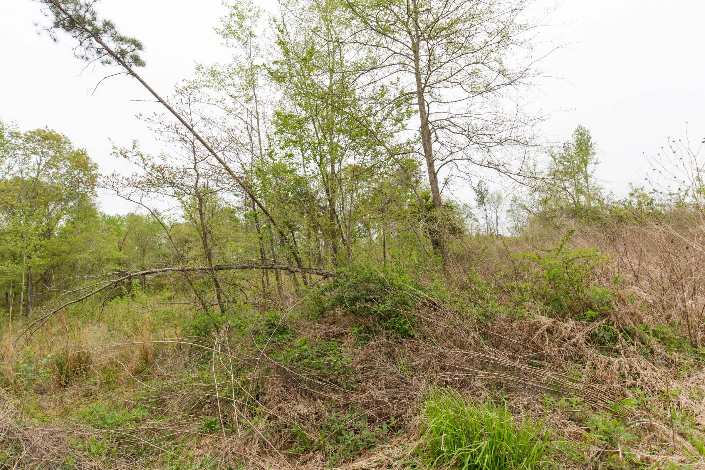 Twin Rivers Tract 28 photo 6