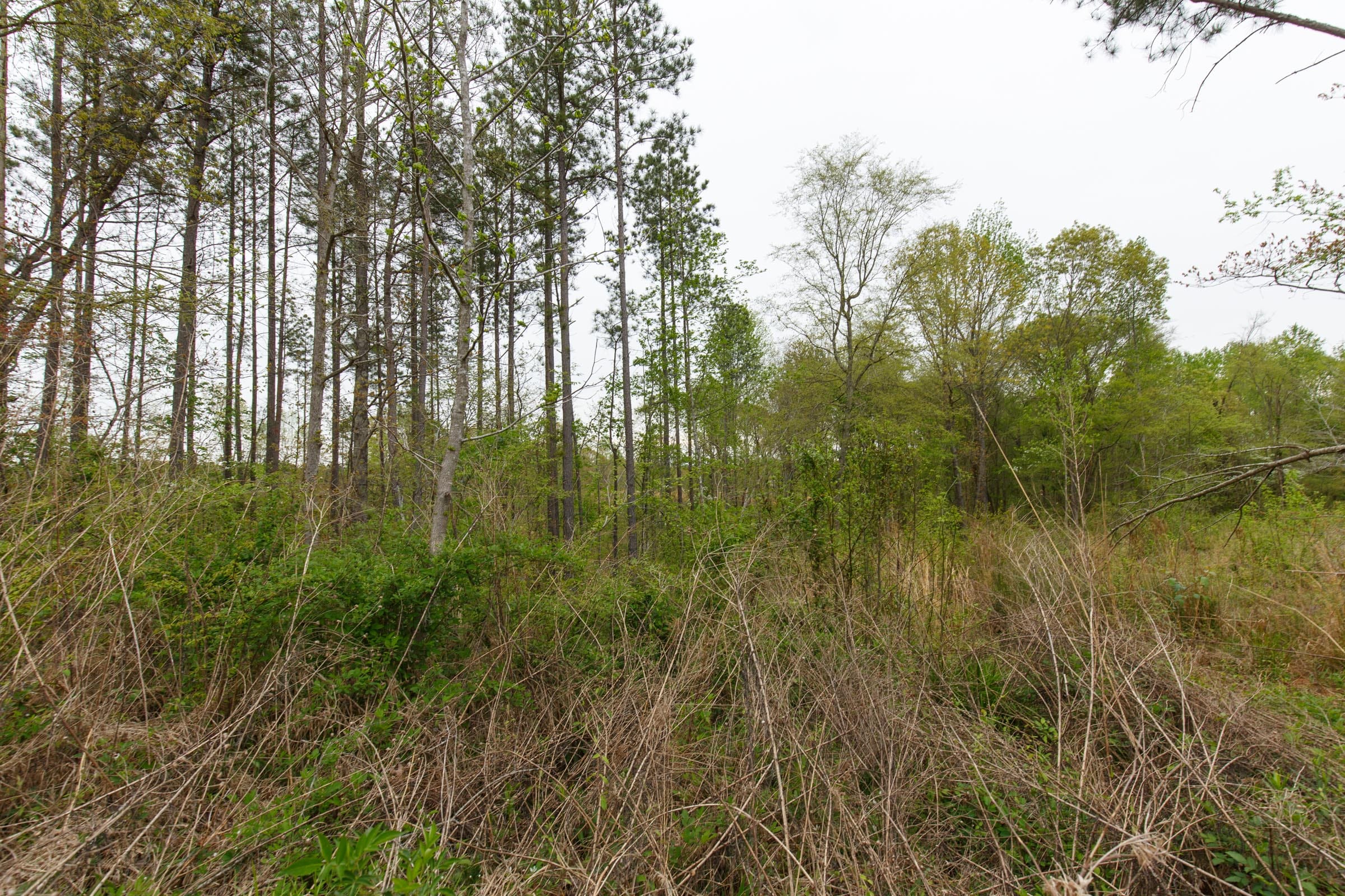 Twin Rivers Tract 28 photo 8