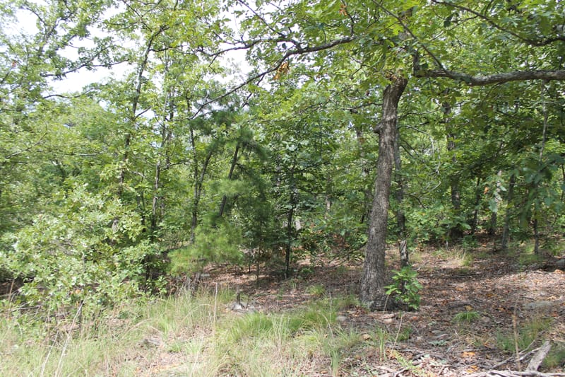 Trophy Ridge Phase III Tract 17 photo 3