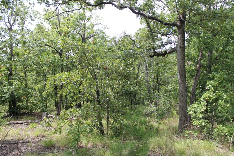 Trophy Ridge Phase III Tract 17 photo 4
