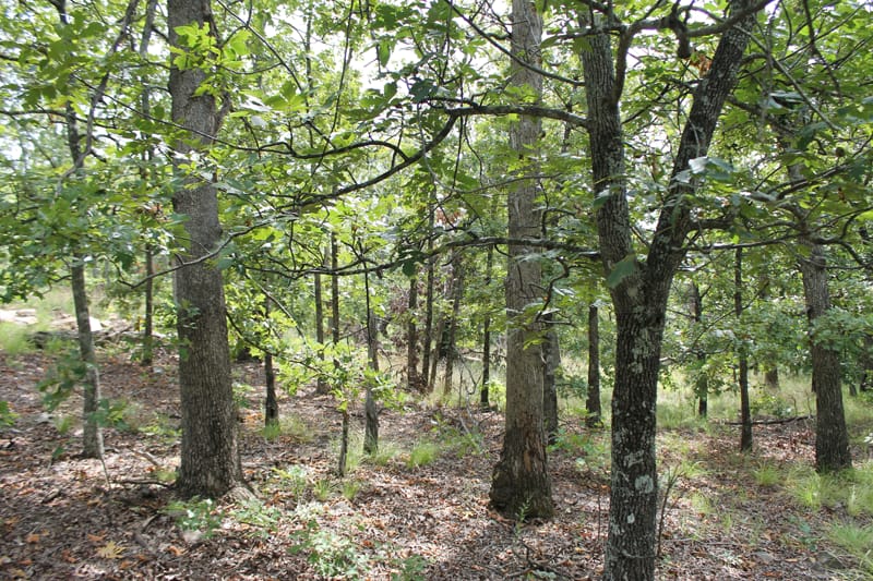 Trophy Ridge Phase III Tract 17 photo 5