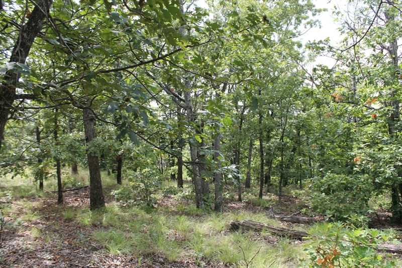 Trophy Ridge Phase III Tract 17 photo 6