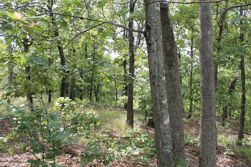 Trophy Ridge Phase III Tract 17 photo 7
