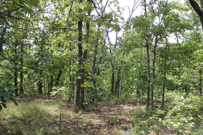 Trophy Ridge Phase III Tract 17 photo 9