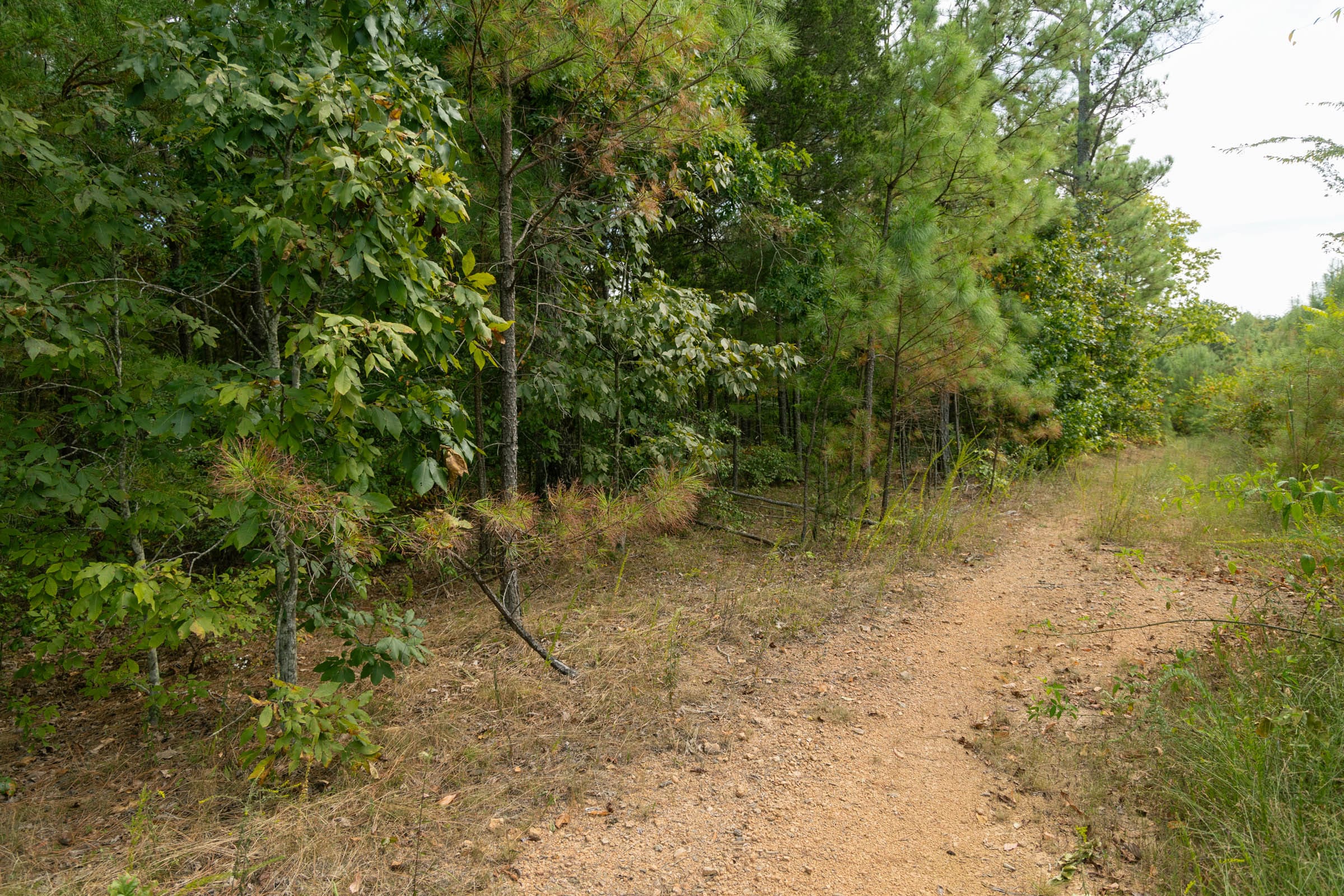 Big White Oak Tract 34 photo 8