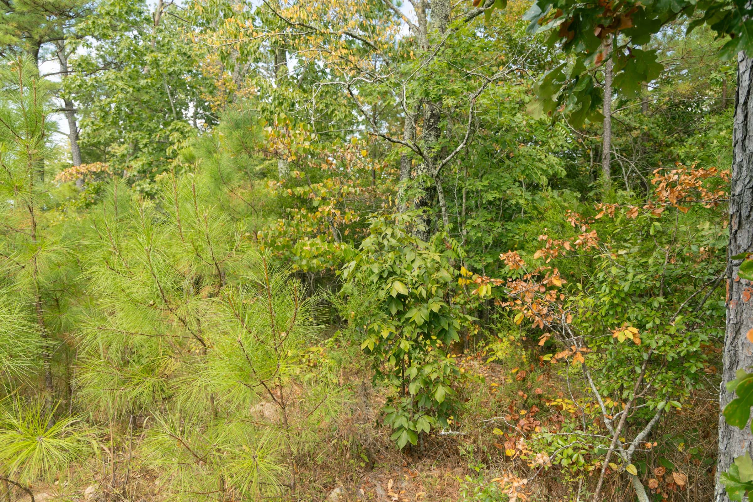 Big White Oak Tract 34 photo 7