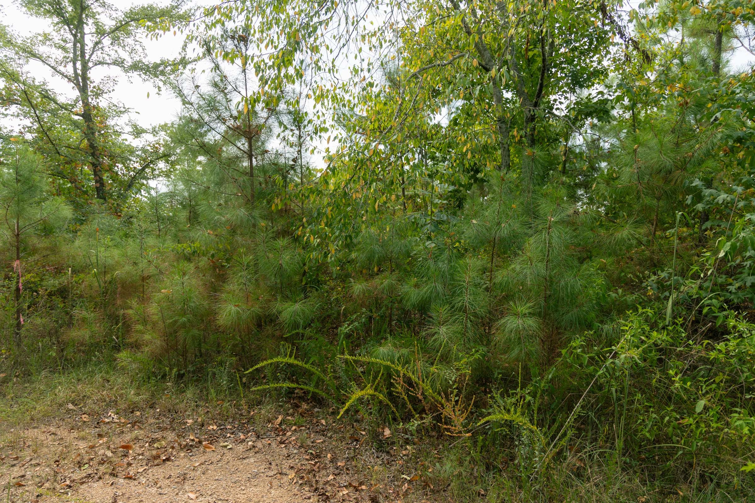 Big White Oak Tract 34 photo 10