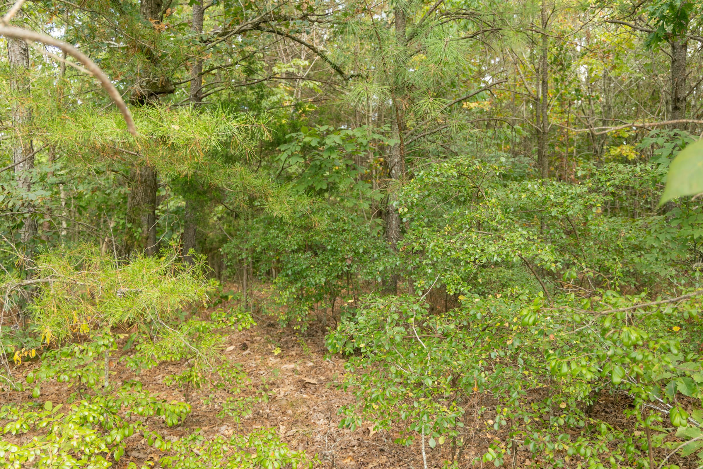 Big White Oak Tract 34 photo 6