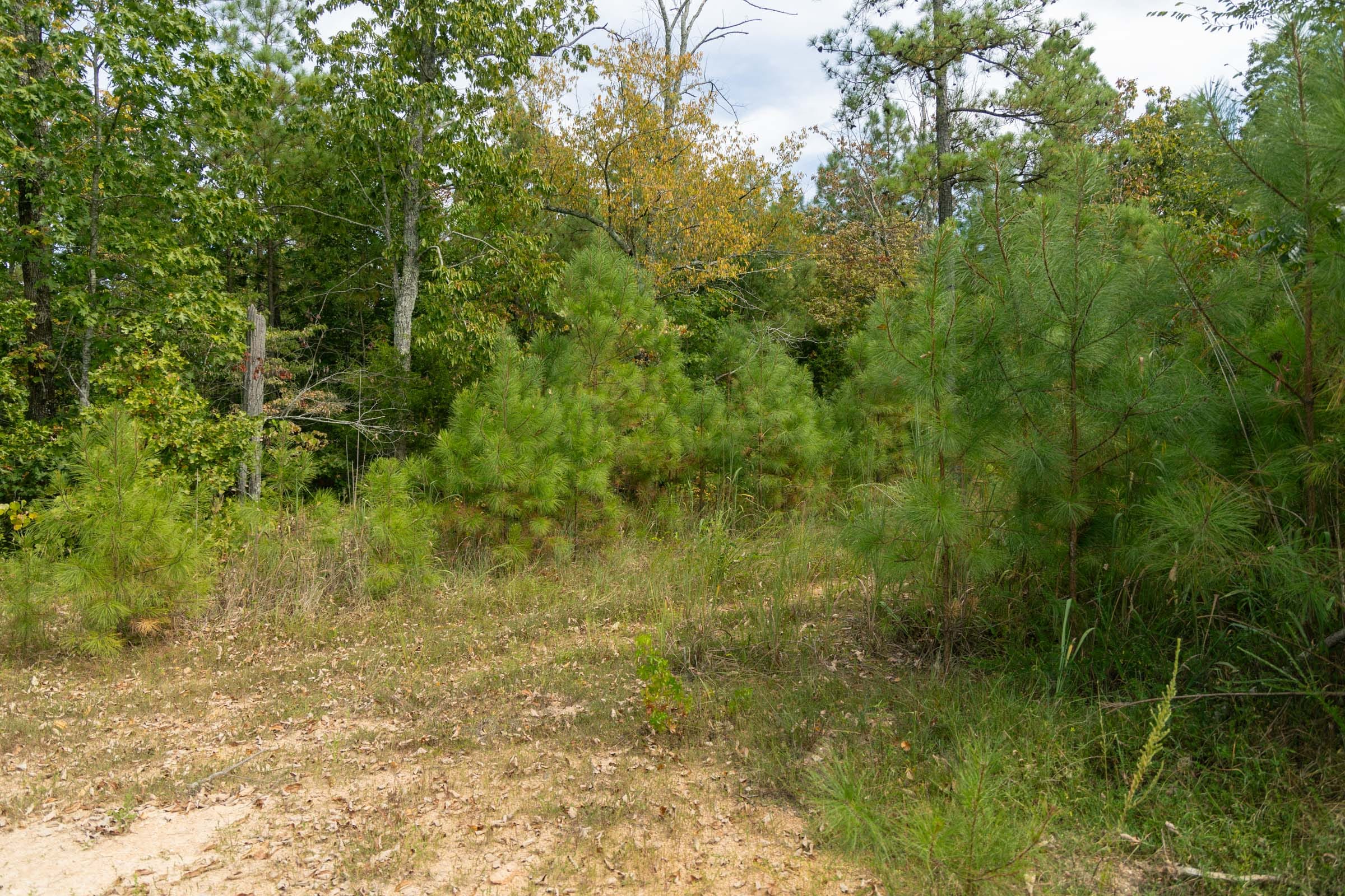 Big White Oak Tract 34 photo 5