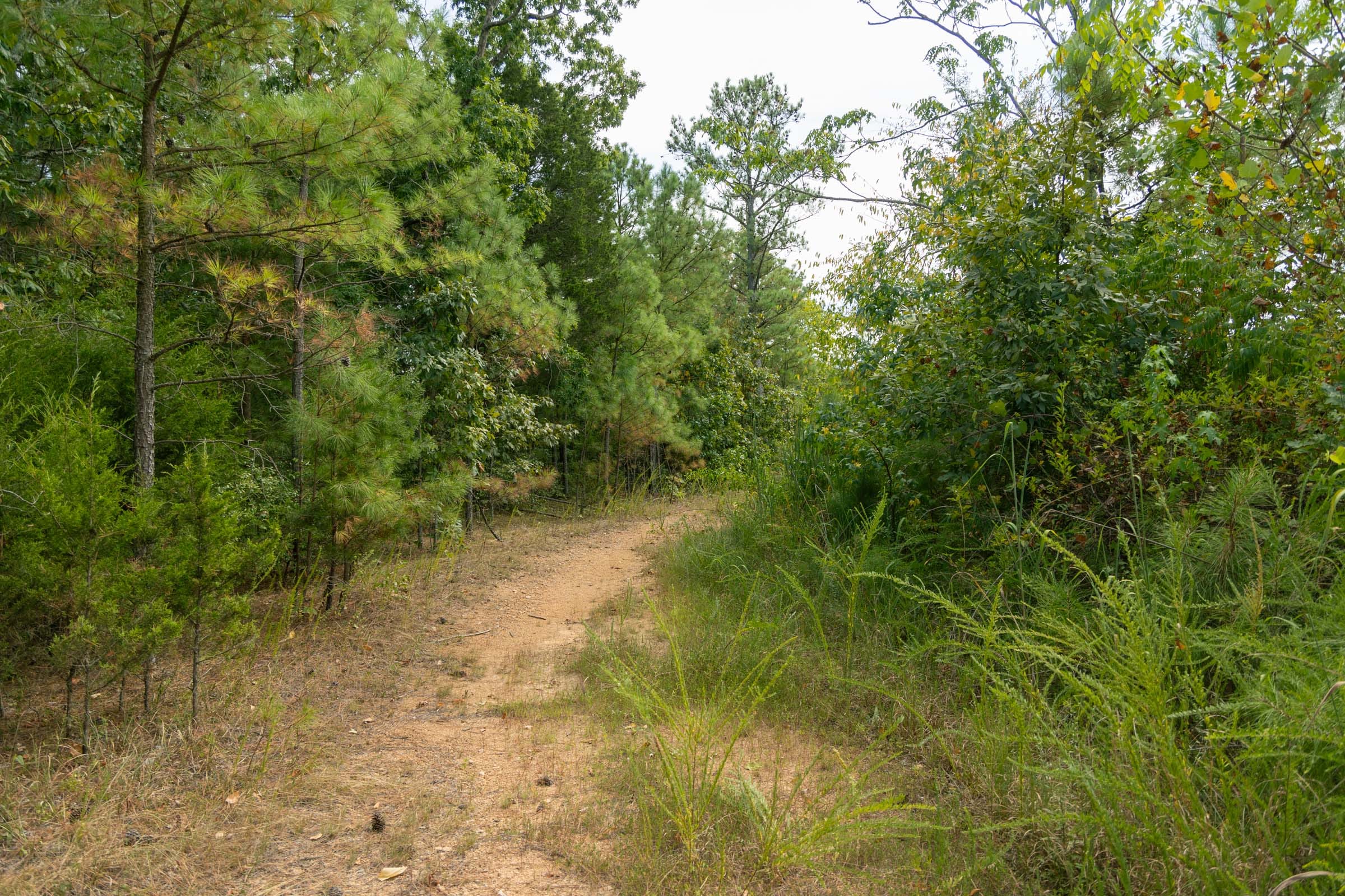Big White Oak Tract 34 photo 4