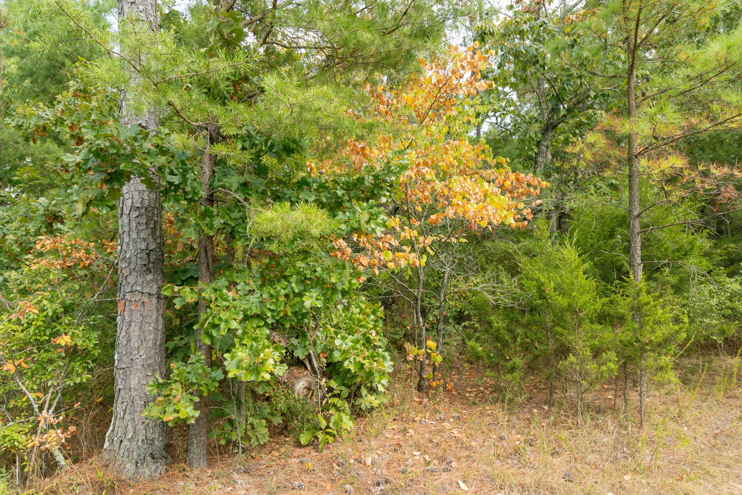 Big White Oak Tract 34 photo 9