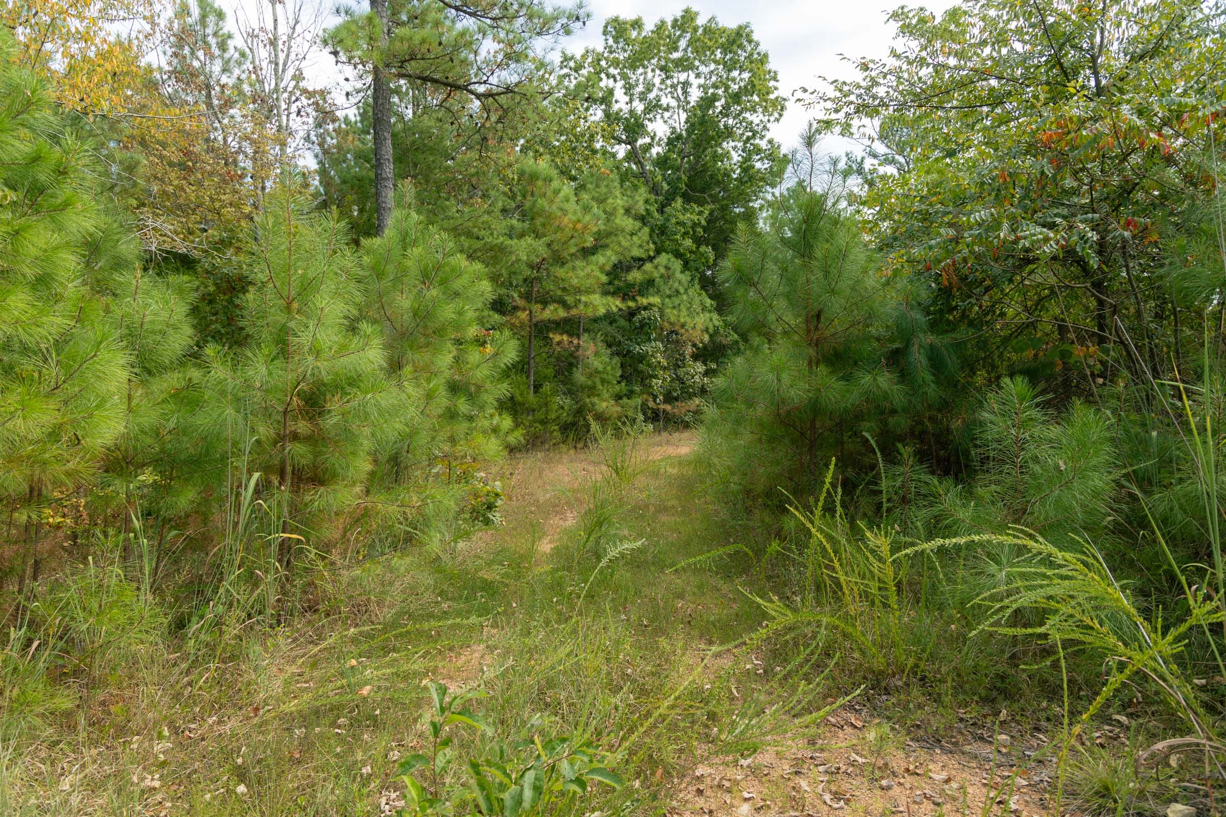 Big White Oak Tract 34 photo 3