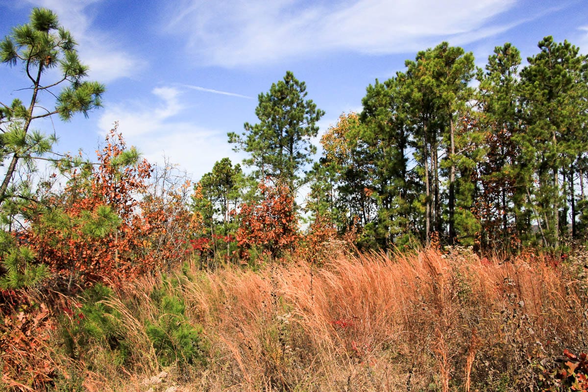Stone Creek Phase III Tract 48 photo 3
