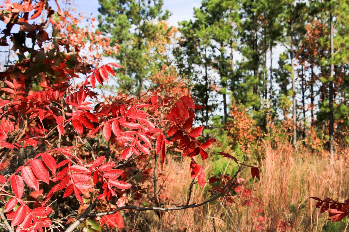 Stone Creek Phase III Tract 48 photo 5