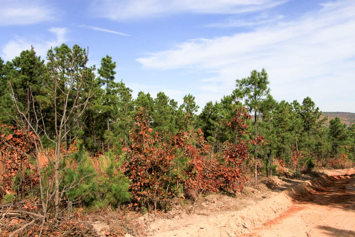 Stone Creek Phase III Tract 48 photo 11