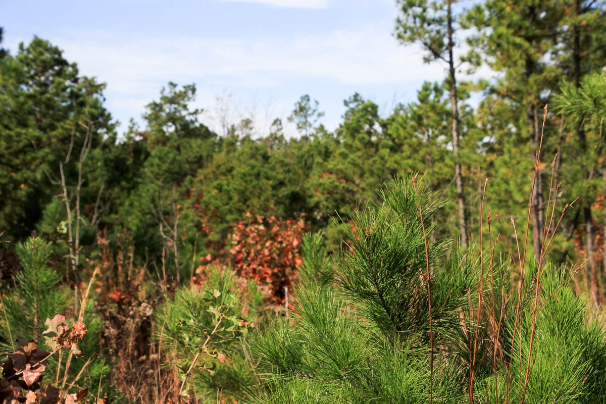 Stone Creek Phase III Tract 48 photo 14