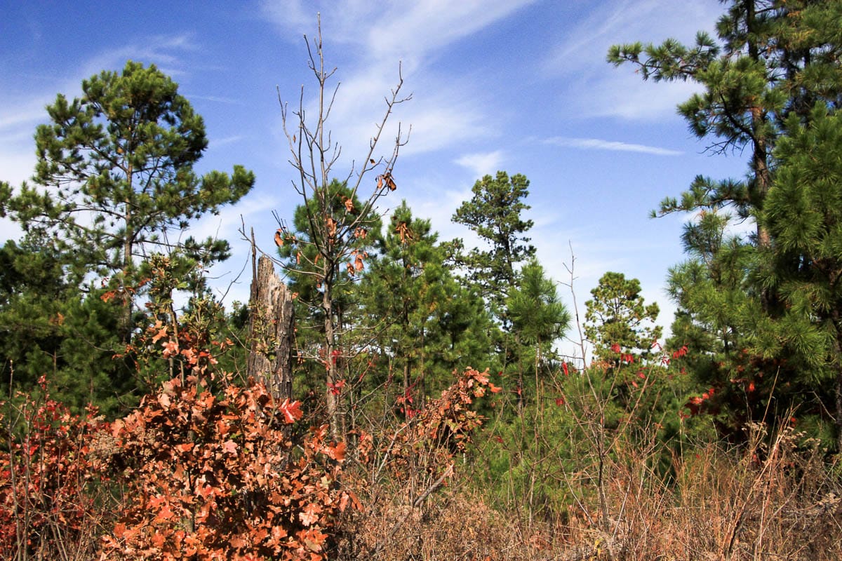 Stone Creek Phase III Tract 48 photo 15