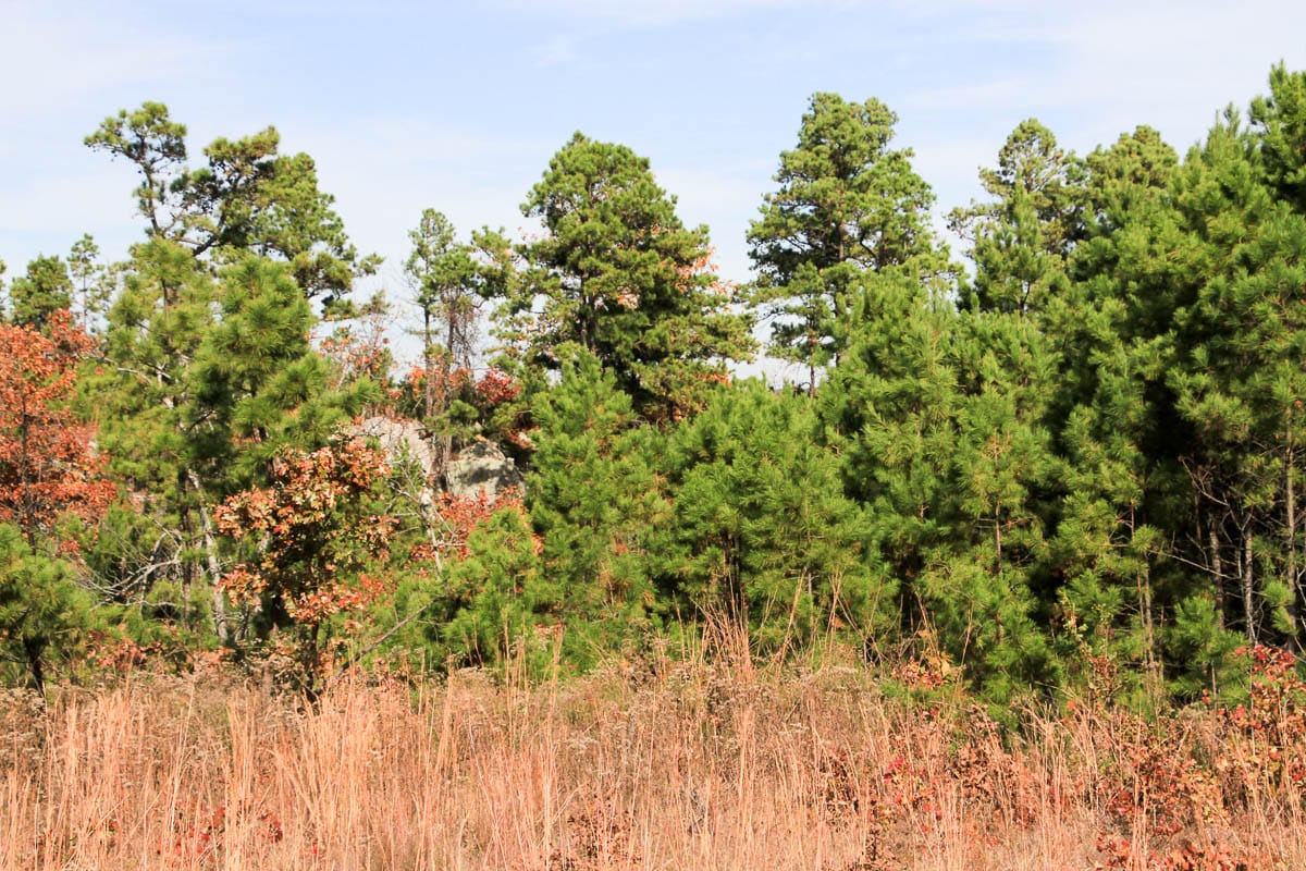 Stone Creek Phase III Tract 48 photo 18